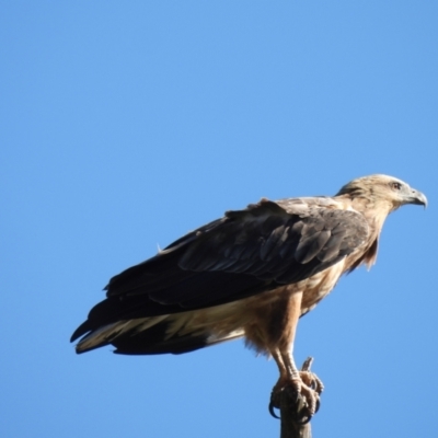 Haliaeetus leucogaster (White-bellied Sea-Eagle) at Adjungbilly, NSW - 27 Jan 2024 by Bidge