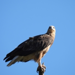 Haliaeetus leucogaster at Adjungbilly, NSW - 27 Jan 2024