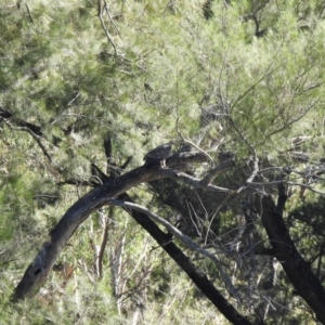 Haliaeetus leucogaster at Adjungbilly, NSW - 27 Jan 2024