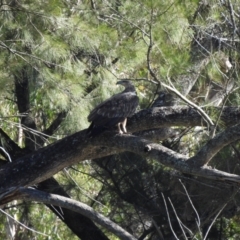 Haliaeetus leucogaster at Adjungbilly, NSW - 27 Jan 2024