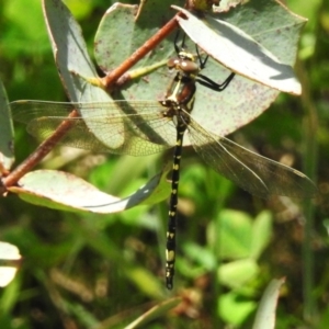 Synthemis eustalacta at Namadgi National Park - 28 Jan 2024 01:50 PM