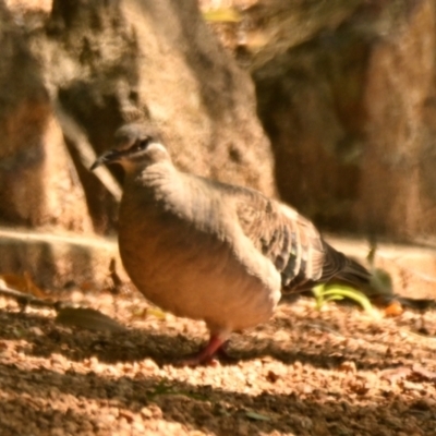 Phaps chalcoptera (Common Bronzewing) at Cook, ACT - 29 Jan 2024 by Thurstan