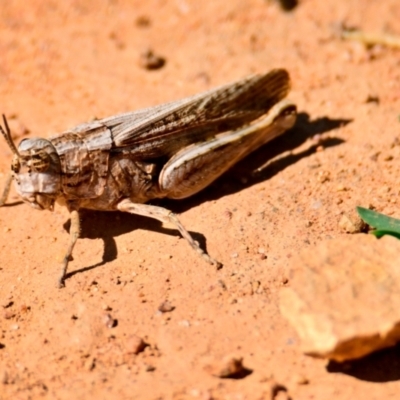 Peakesia hospita (Common Peakesia Grasshopper) at Mount Painter - 29 Jan 2024 by Thurstan