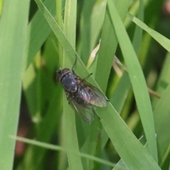 Unverified True fly (Diptera) at Lyons, ACT - 29 Jan 2024 by ran452