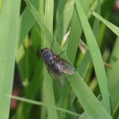 Unverified True fly (Diptera) at Lyons, ACT - 29 Jan 2024 by ran452