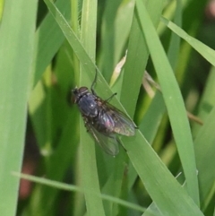 Unidentified True fly (Diptera) at Lyons, ACT - 29 Jan 2024 by ran452