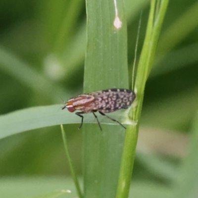 Sapromyza mallochiana (A lauxaniid fly) at Lyons, ACT - 29 Jan 2024 by ran452