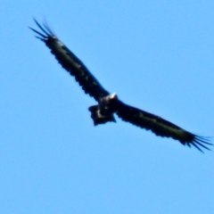 Aquila audax (Wedge-tailed Eagle) at Mount Painter - 29 Jan 2024 by Thurstan