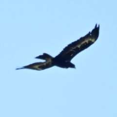 Aquila audax at Mount Painter - 29 Jan 2024