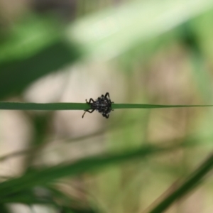 Oncocoris geniculatus at Lyons, ACT - 29 Jan 2024