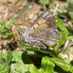 Lucia limbaria (Chequered Copper) at Jerrabomberra, NSW - 29 Jan 2024 by SteveBorkowskis