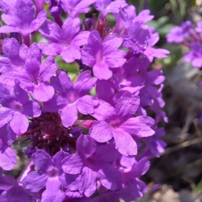 Verbena rigida var. rigida (Veined Verbena) at Hackett, ACT - 23 Jan 2024 by JenniM