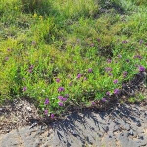 Verbena rigida var. rigida at Mount Ainslie - 23 Jan 2024