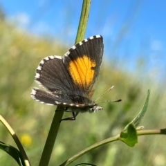 Lucia limbaria (Chequered Copper) at Googong, NSW - 28 Jan 2024 by Wandiyali