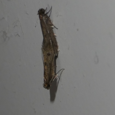 Tinea pellionella complex (Clothes moths (Tineidae)) at QPRC LGA - 28 Jan 2024 by arjay