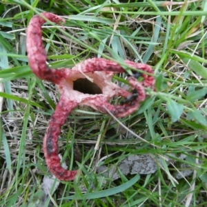 Clathrus archeri at QPRC LGA - 28 Jan 2024