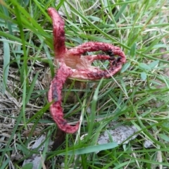 Clathrus archeri at QPRC LGA - 28 Jan 2024