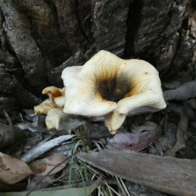 Omphalotus nidiformis (Ghost Fungus) at Charleys Forest, NSW - 28 Jan 2024 by arjay