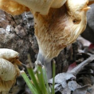 Omphalotus nidiformis at QPRC LGA - suppressed