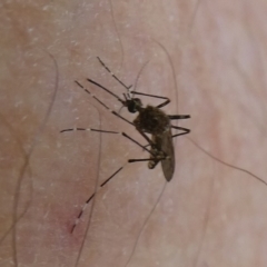 Culicidae (family) (A mosquito) at QPRC LGA - 28 Jan 2024 by arjay