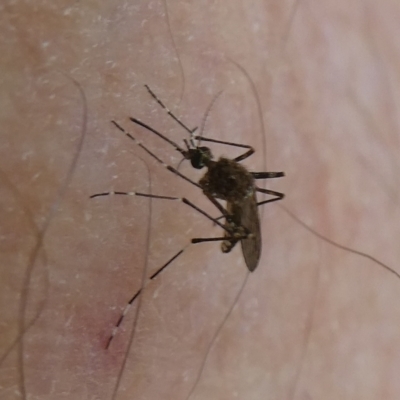 Culicidae (family) (A mosquito) at Charleys Forest, NSW - 28 Jan 2024 by arjay