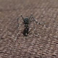 Aedes sp. (genus) (Mosquito) at Mongarlowe River - 28 Jan 2024 by arjay