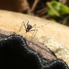 Aedes sp. (genus) at QPRC LGA - 28 Jan 2024