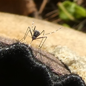 Aedes sp. (genus) at QPRC LGA - 28 Jan 2024