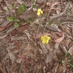 Goodenia hederacea subsp. hederacea (Ivy Goodenia, Forest Goodenia) at Mount Ainslie to Black Mountain - 27 Dec 2020 by Pallis2020