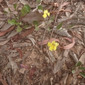 Goodenia hederacea subsp. hederacea at Mount Ainslie to Black Mountain - 27 Dec 2020