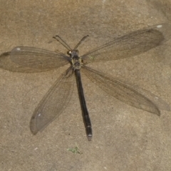 Myrmeleon acer (Myrmeleon Antlion Lacewing) at Charleys Forest, NSW - 26 Jan 2024 by arjay