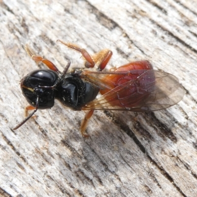 Exoneura sp. (genus) (A reed bee) at Charleys Forest, NSW - 26 Jan 2024 by arjay