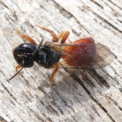 Exoneura sp. (genus) (A reed bee) at Mongarlowe River - 26 Jan 2024 by arjay
