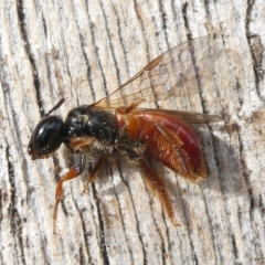 Exoneura sp. (genus) at QPRC LGA - suppressed