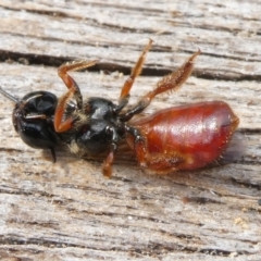 Exoneura sp. (genus) at QPRC LGA - 26 Jan 2024