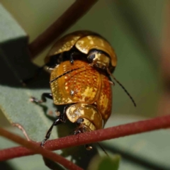 Paropsisterna decolorata (A Eucalyptus leaf beetle) at Acton, ACT - 26 Jan 2024 by ConBoekel