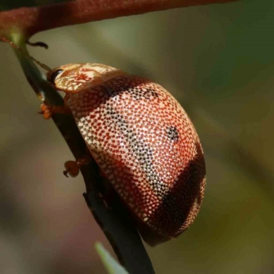 Paropsis atomaria (Eucalyptus leaf beetle) at Black Mountain - 27 Jan 2024 by ConBoekel