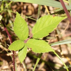 Rubus anglocandicans (Blackberry) at Acton, ACT - 27 Jan 2024 by ConBoekel