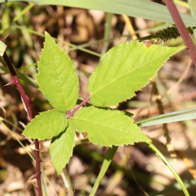 Rubus anglocandicans (Blackberry) at Acton, ACT - 27 Jan 2024 by ConBoekel