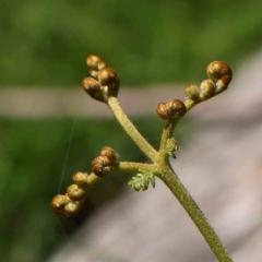 Pteridium esculentum (Bracken) at Black Mountain - 27 Jan 2024 by ConBoekel