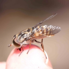 Dasybasis sp. (genus) (A march fly) at Black Mountain - 27 Jan 2024 by ConBoekel