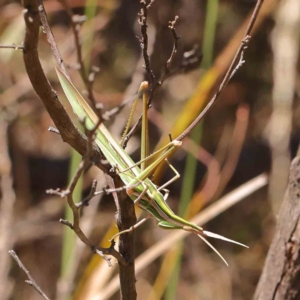 Acrida conica at Black Mountain - 27 Jan 2024 12:22 PM