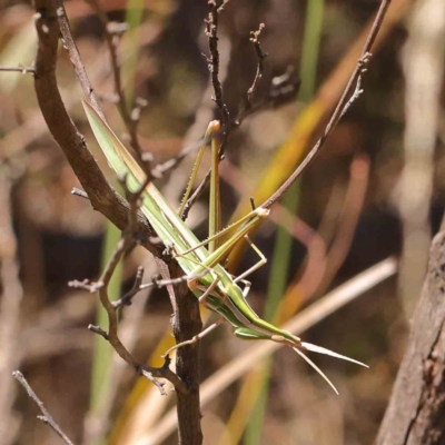 Acrida conica (Giant green slantface) at Black Mountain - 27 Jan 2024 by ConBoekel