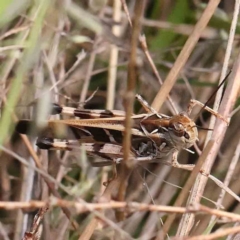 Oedaleus australis (Australian Oedaleus) at Black Mountain - 27 Jan 2024 by ConBoekel