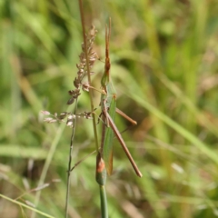 Acrida conica (Giant green slantface) at Black Mountain - 26 Jan 2024 by ConBoekel