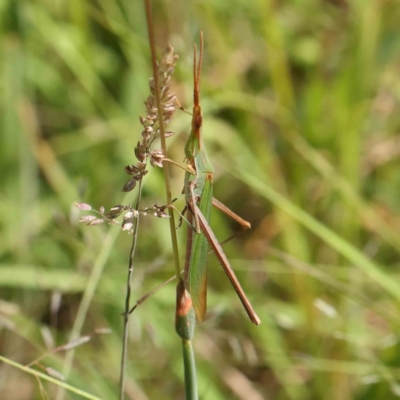 Acrida conica (Giant green slantface) at Acton, ACT - 26 Jan 2024 by ConBoekel