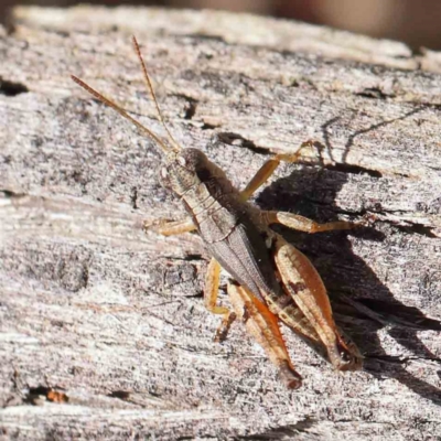 Phaulacridium vittatum (Wingless Grasshopper) at Black Mountain - 26 Jan 2024 by ConBoekel