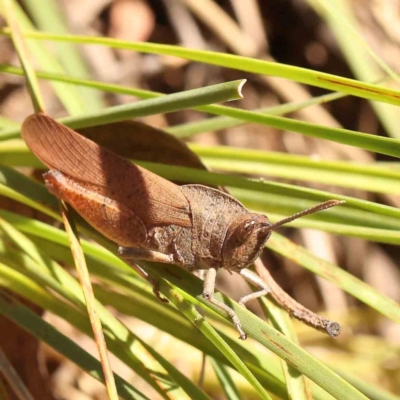 Goniaea australasiae (Gumleaf grasshopper) at Black Mountain - 27 Jan 2024 by ConBoekel