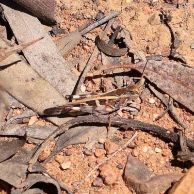 Oedaleus australis (Australian Oedaleus) at Black Mountain - 27 Jan 2024 by ConBoekel