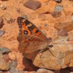 Junonia villida (Meadow Argus) at Black Mountain - 27 Jan 2024 by ConBoekel